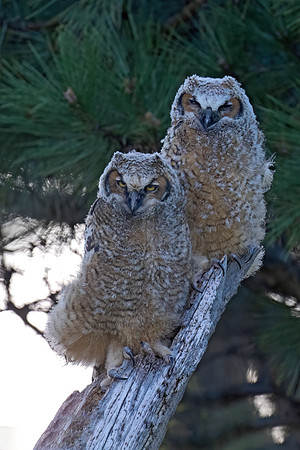 Bubo virginianus  GREAT HORNED OWL 9076497Z