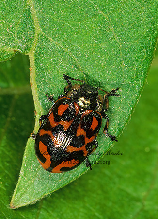 Chrysomela knabi~ 242335z