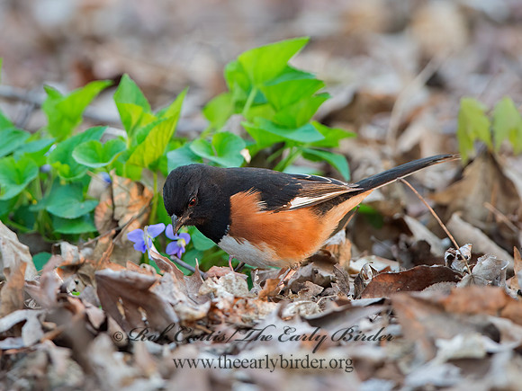 Pipilo erythrophthalmus  EASTERN TOWHEE 9037357z