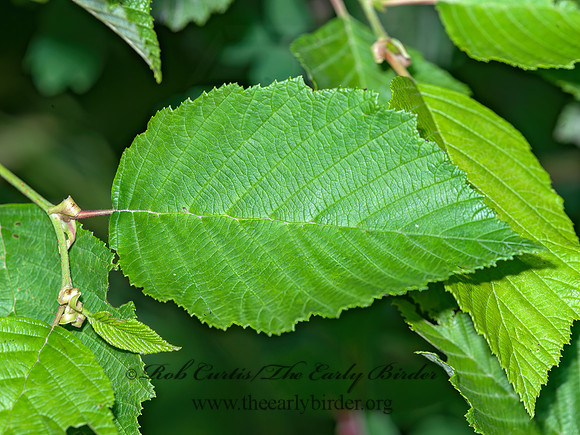 Corylus sp  HAZELNUT 8034963z
