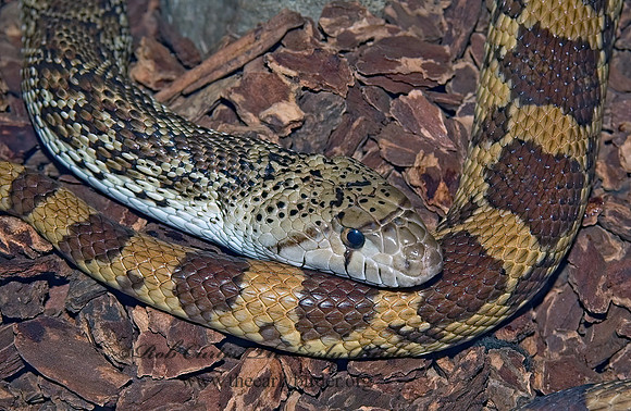 Nerodia erythrogaster transversa  BLOTCHED WATER SNAKE 5011041z