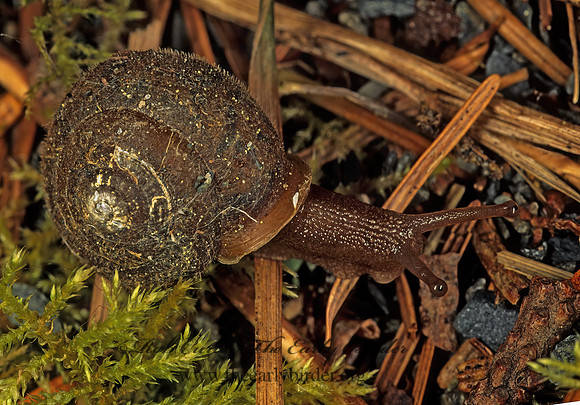 POLYGYRID SNAIL Vespericola coumbianus~ Stylomatophora  SLUG 151520z