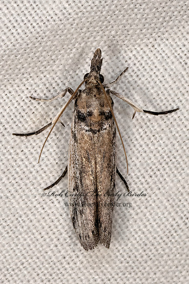 Phycitini  PYRALID MOTH 3038960z