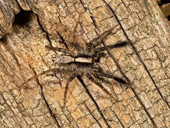 Schizocosa  WOLF SPIDER 3042335z