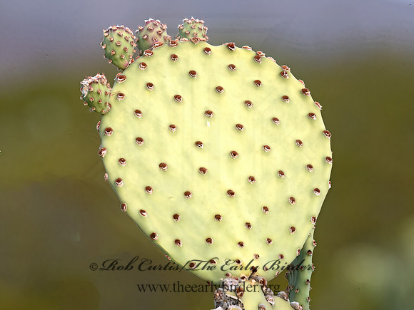 Opuntia rufida  BLIND PRICKLY PEAR  6040581z