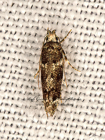 Coleotechnites  TWIRLER MOTH 9066627z