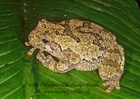 Dryphytes versicolor  GRAY TREEFROG 257932 z