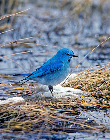 Sialia currucoides  MOUNTAIN BLUEBIRD  102937z