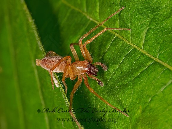 Clubiona  LEAFCURLING SAC SPIDER 9079012z
