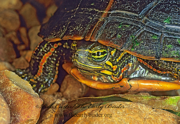 Chrysemys picta dorsalis  SOUTHERN PAINTED TURTLE 174821z