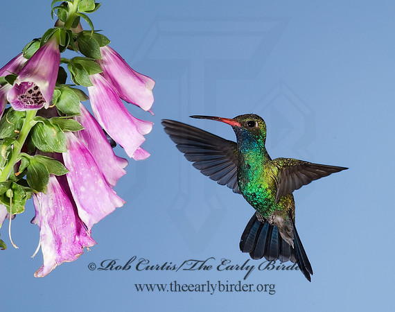 Cyanthus latirostris  BROAD-BILLED HUMMINGBIRD 6025822-