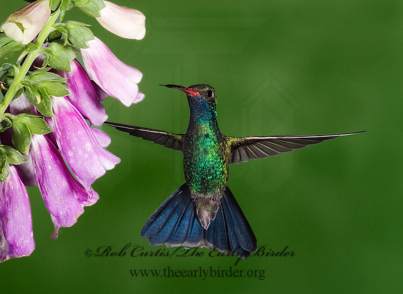 Cyanthus latirostris  BROAD-BILLED HUMMINGBIRD 602563-