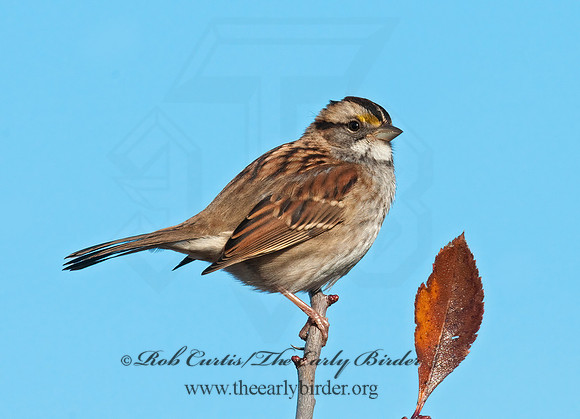 Zonotrichia albicollis  WHITE-THROATED SPARROW 3004584z