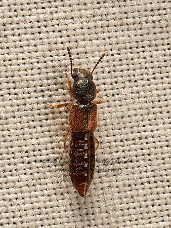 Bledius  BLEDIINI ROVE BEETLE 9050476z