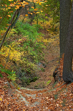 FALL FOREST SCENE 5017029z