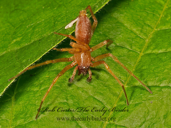 Clubiona  LEAFCURLING SAC SPIDER 9079011z