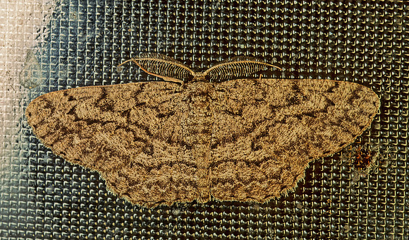 Hypomecis umbrosaria BOARMINI GEOMETRID MOTH 114016z