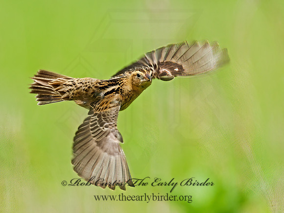 Dolichonyx oryzivorus  BOBOLINK 3008369z