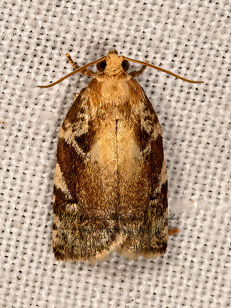 Archips semiferanus  TORTRICID MOTH 3033235z