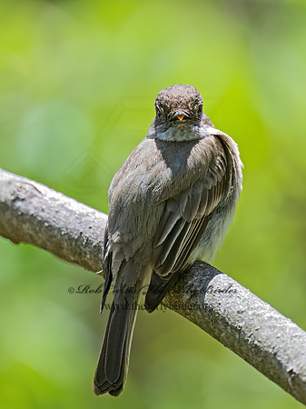 Sayornis phoebe  EASTERN PHOEBE 9076301z