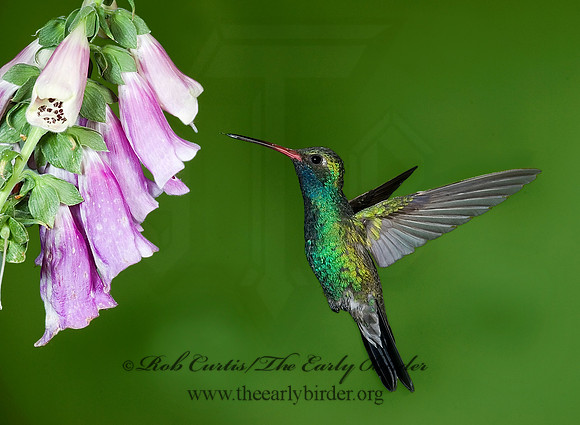 Cyanthus latirostris  BROAD-BILLED HUMMINGBIRD 6025707