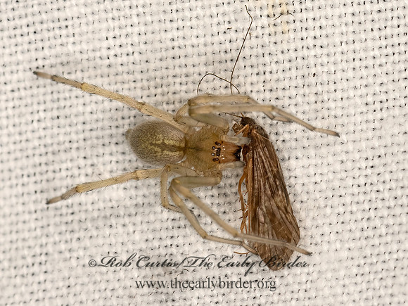 Cheiracanthium  LONGLEGGED SAC SPIDER 3041840z