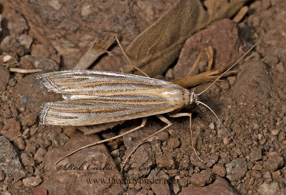 Eufernaldia cadarellus  CRAMBINE SNOUT MOTH 3036612z