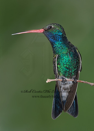 Cyanthus latirostris  BROAD-BILLED HUMMINGBIRD 6025371