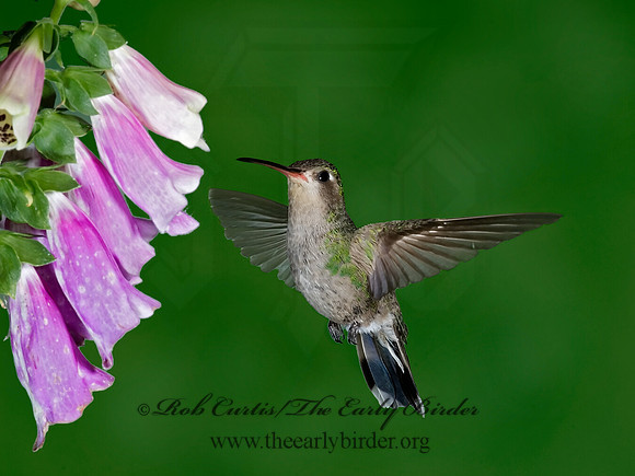 Cyanthus latirostris  BROAD-BILLED HUMMINGBIRD 6025682