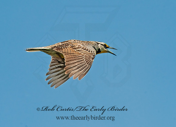 Sturnella magna  EASTERN MEADOWLARK 8025882Z
