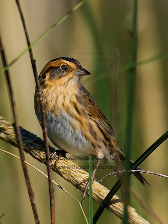 Ammospiza nelsoni  NELSON'S SPARROW 7015102z