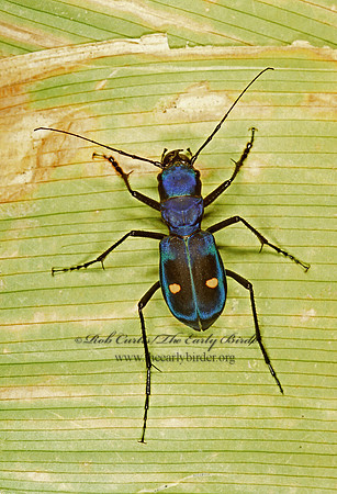 Pseudoxychila tarsalis  TIGER BEETLE 202804z