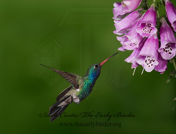 Cyanthus latirostris  BROAD-BILLED HUMMINGBIRD 6025885