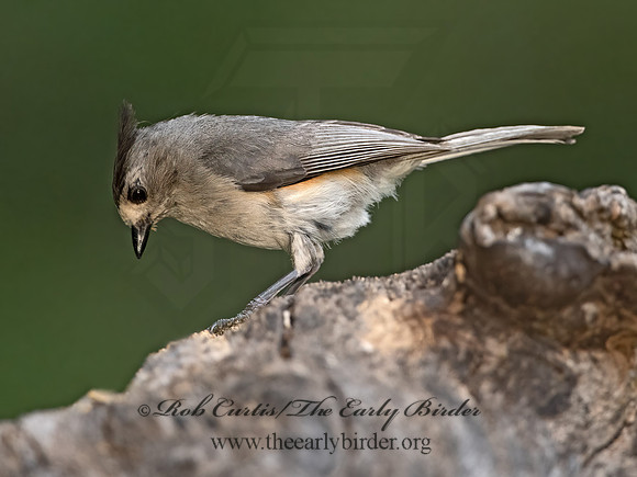 Baeolophus atricristatus  BLACK-CRESTED TITMOUSE 3035451z