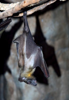 Eidolon helvum STRAW-COLORED FRUIT BAT 5017325z