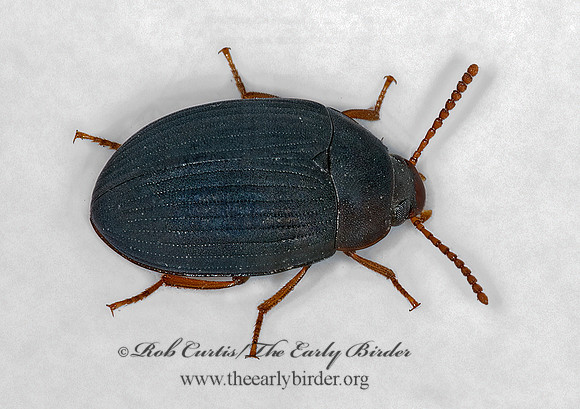 Platydema ruficorne  DIAPERINAE DARKLING BEETLE 5016916 (1)