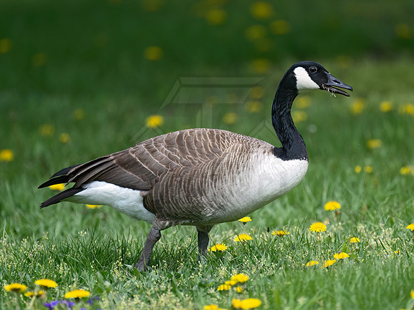 Branta canadensis  CANADA GOOSE 9076734z-