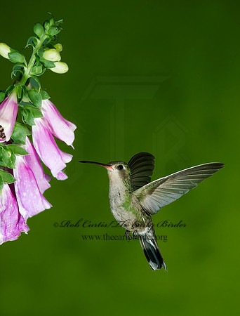 Cyanthus latirostris  BROAD-BILLED HUMMINGBIRD 6025758-