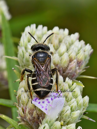 Calliopsis andreniformis  MINING BEE  9063596z
