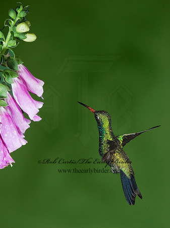 Cyanthus latirostris  BROAD-BILLED HUMMINGBIRD 6025792