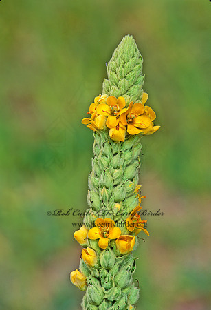 Verbascum thaspis  COMMON MULLEIN 211723z