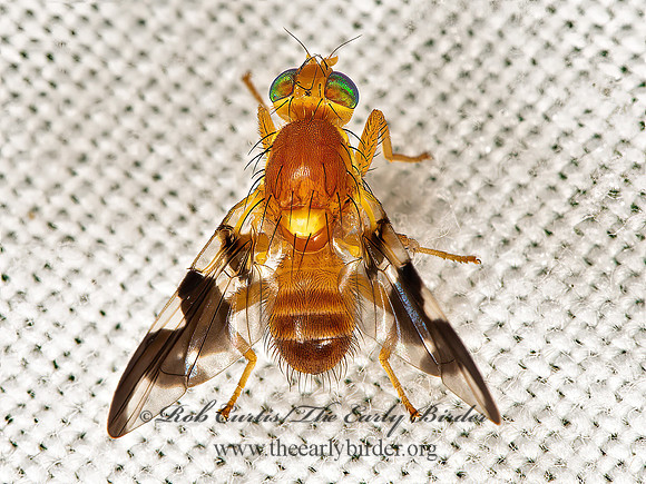 Rhagoletis suavis  WALNUT HUSK MAGGOT 9066755z