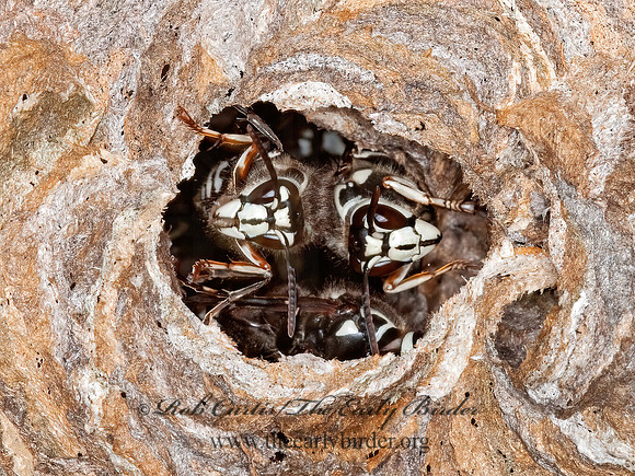 Dolichovespula maculata  BALD-FACED HORNET  3010078z