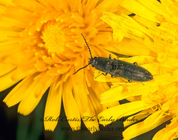 Ctenicera lobata 237126z