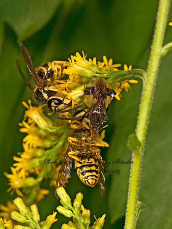 Phymata pennsylvanica  AMBUSH BUG 3014622z