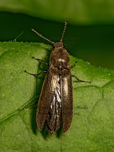 Gambrinus  DENDROMETRINAE CLICK BEETLE 9079390z