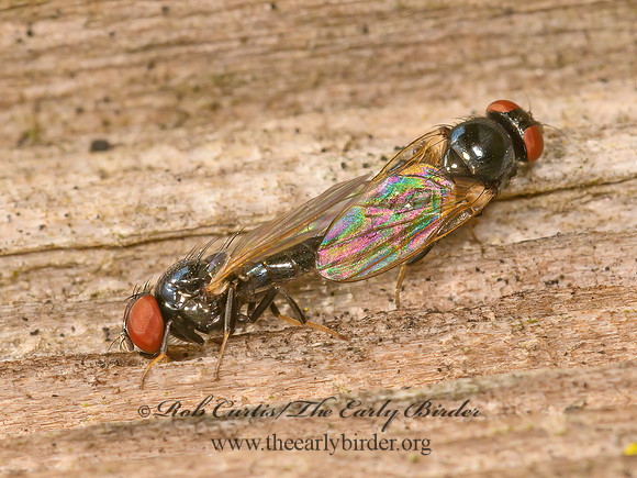 Lonchaea  LANCE FLY 1305793z