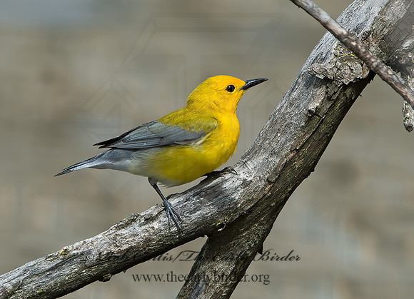 Protonotaria citrea  PROTHONOTARY WARBLER 9029420z