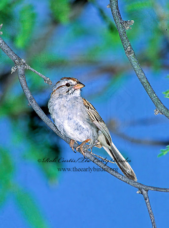 Peucaea carpalis  RUFOUS-WINGED SPARROW 93921z