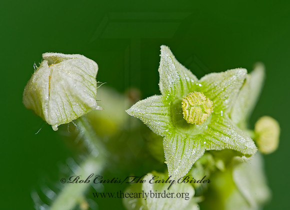 Sicyos angulatus  BUR CUCUMBER 8017239z